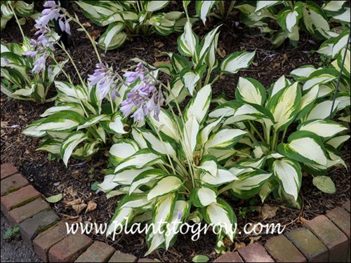 Lots of white variegation on these plants.